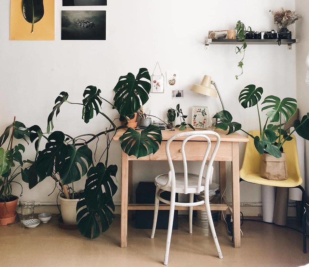 monstera