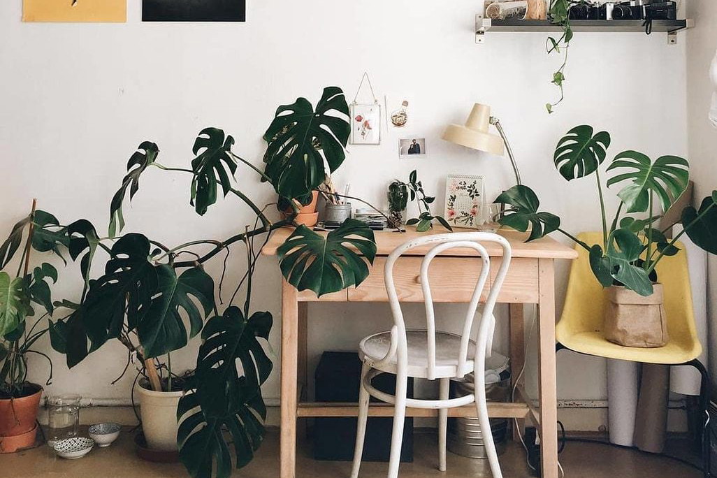 monstera