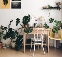 monstera