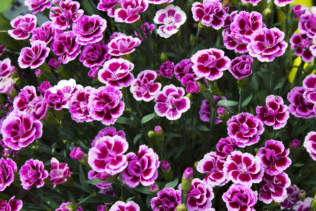 Pink carnations