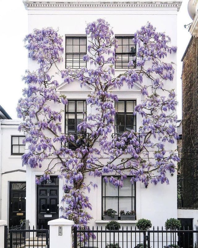 Wisteria