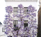 Wisteria