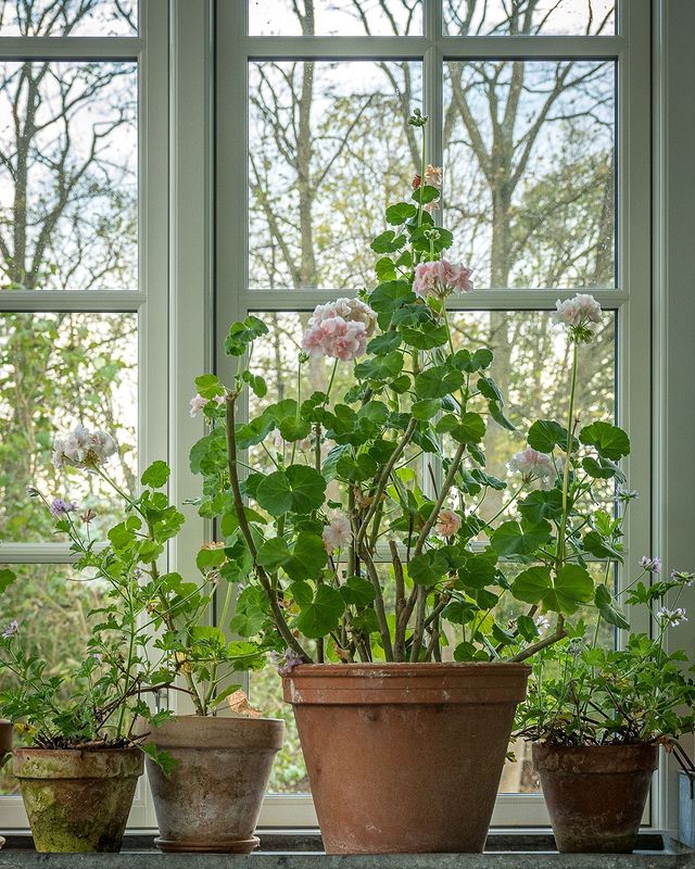 Pelargonie