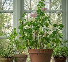 Pelargonie