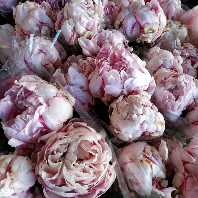 Peonie
