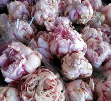 Peonie
