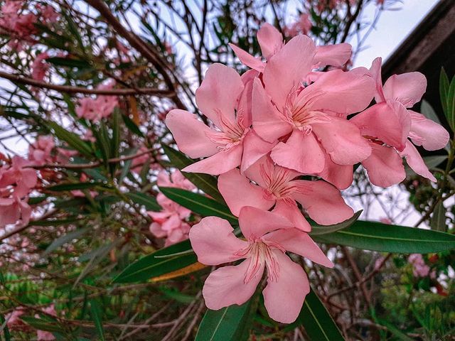Oleander