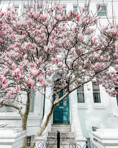 Magnolie
