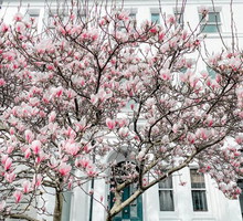 Magnolie