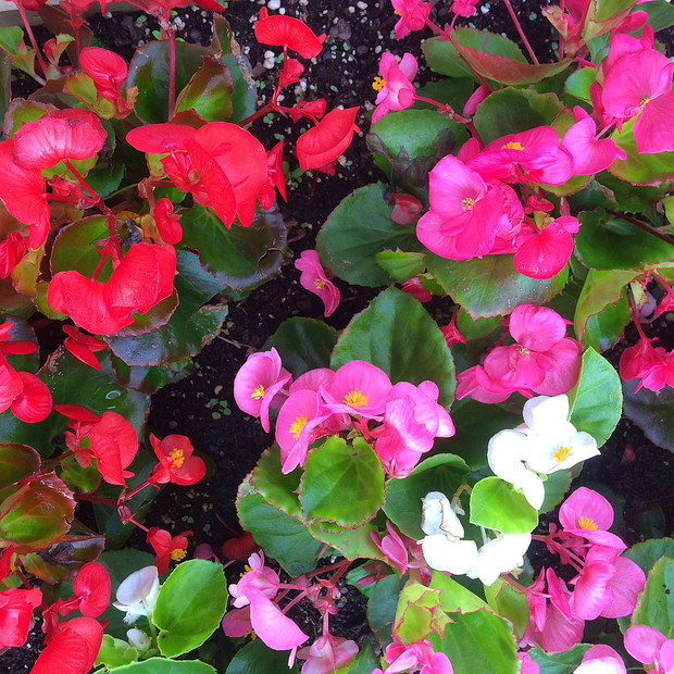 Begonia