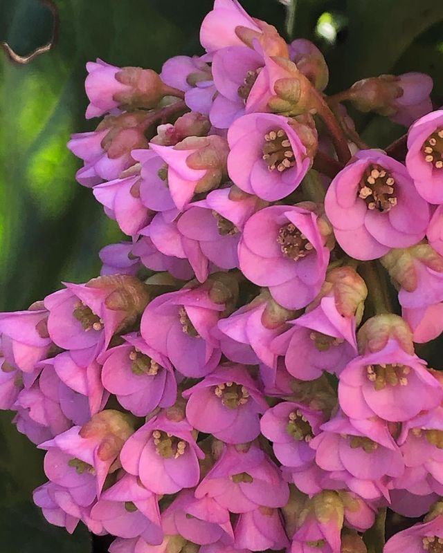 Bergenia