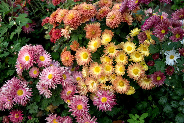 Chryzantemy
