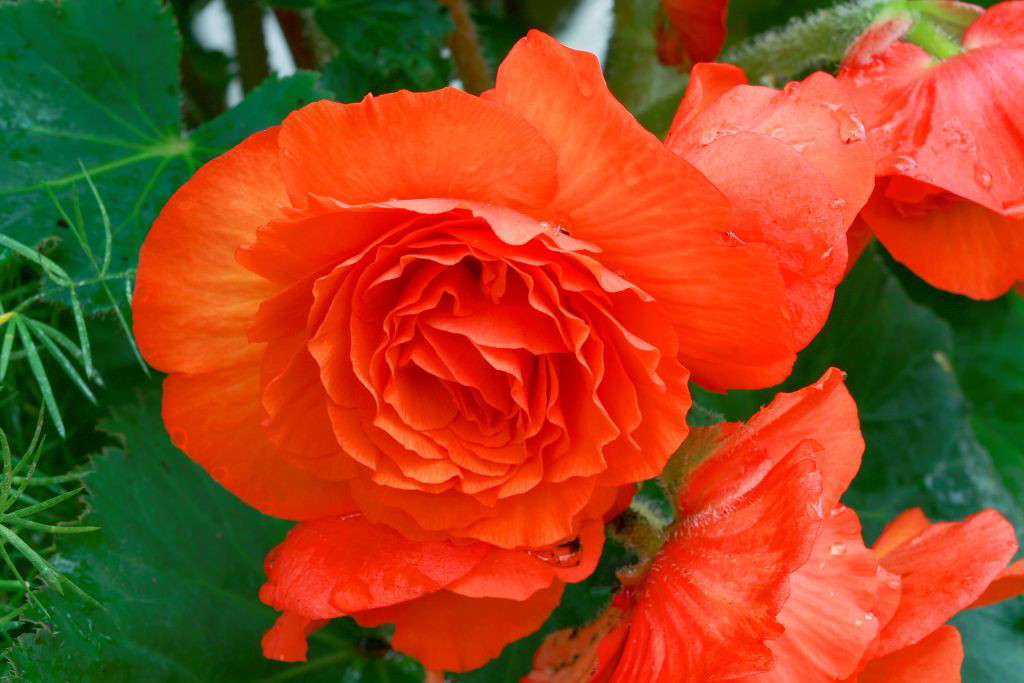 Begonia