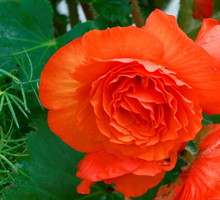 Begonia