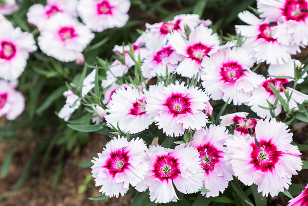 Close-Up Of Dianthus Outdoors