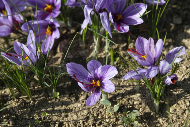 Krokusy