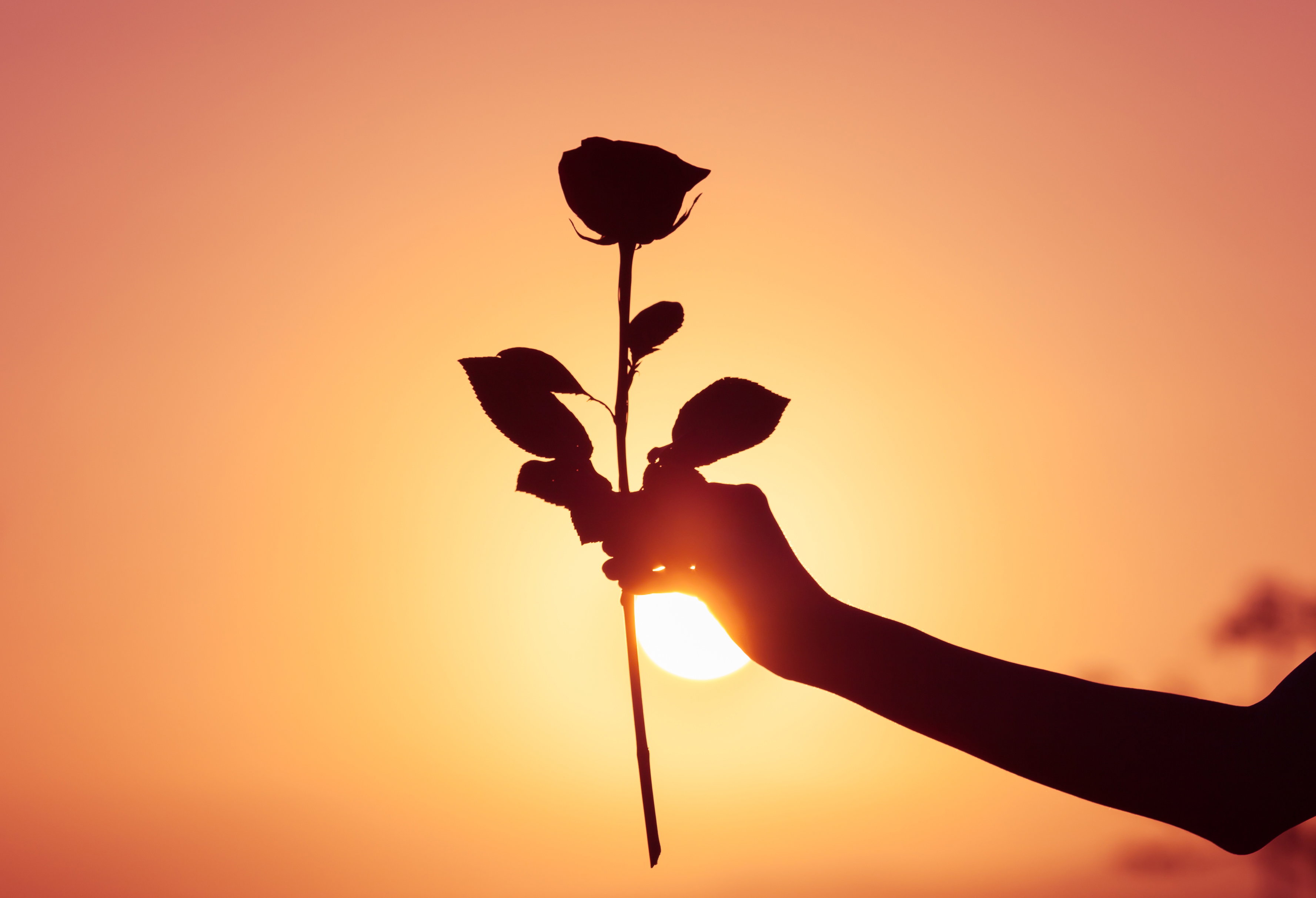 The perfect rose