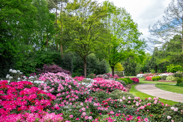bremen-rhododendronpark-wfb-carina-tank-8660