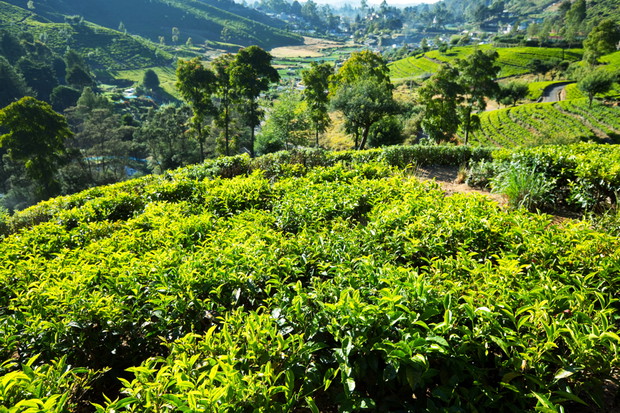 Plantacja herbaty, fot. fotolia