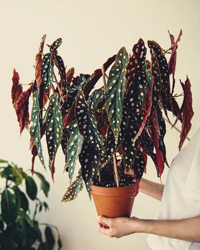 Begonia maculata