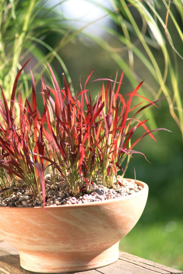 Imperata cylindrica Red Baron
