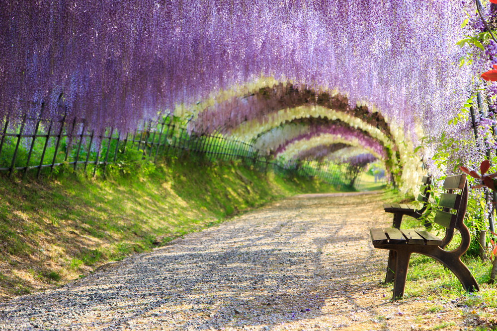 Kwiatowy tunel w Kawachi Fuji Garden, fot. Shutterstock