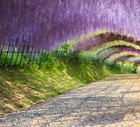 Kwiatowy tunel w Kawachi Fuji Garden, fot. Shutterstock