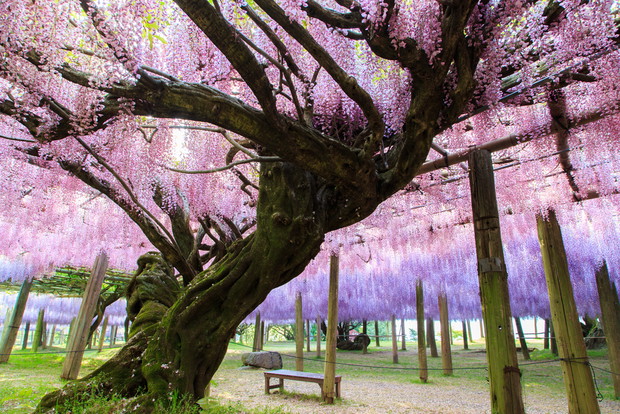 Kwiatowy tunel w Kawachi Fuji Garden, fot. Shutterstock