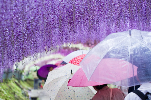 Kwiatowy tunel w Kawachi Fuji Garden, fot. Shutterstock