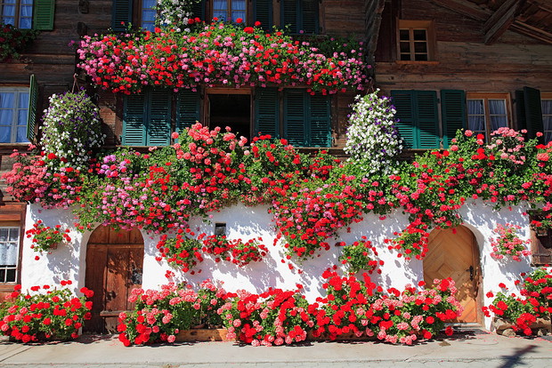 Pelargonie