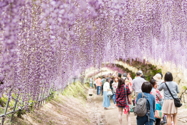 Tunel z kwiatów glicynii, fot. Shutterstock