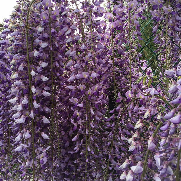 Wisteria, instagram @locandadidoris