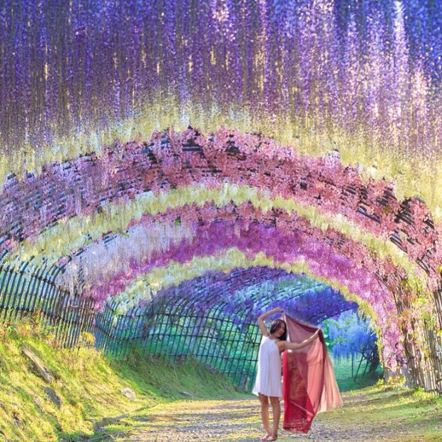 Wisteria Tunel, instagram @bibidoancaptures