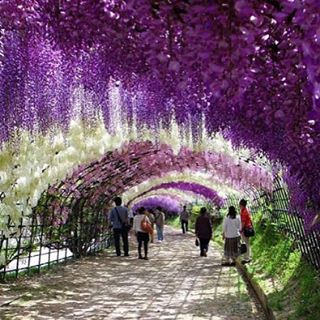 Wisteria tunel, instagram @ourbigblueplanet