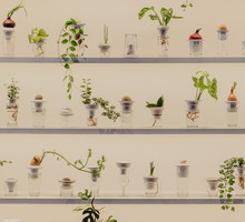 PLANTACJA - PLANTATION, Alicja Patanowska, fot. Alka Murat, materiały prasowe