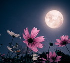 Romantic night scene