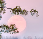Flowers of cherry blossom tree with supermoon rise