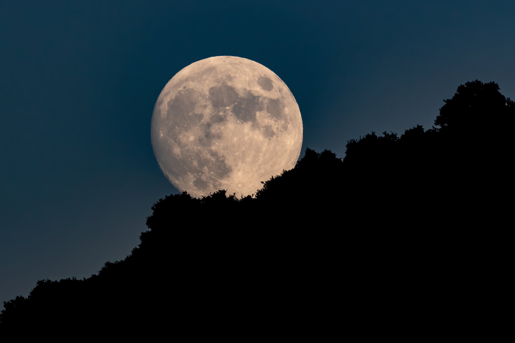 Full Moon Rising Above the Trees