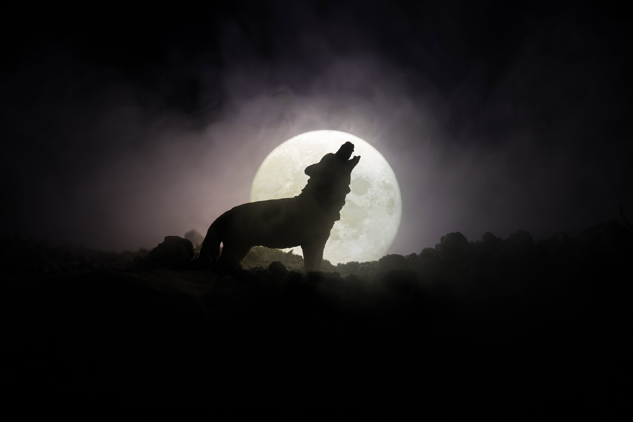 Silhouette of howling wolf against dark toned foggy background and full moon or Wolf in silhouette howling to the full moon. Halloween horror concept.