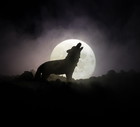 Silhouette of howling wolf against dark toned foggy background and full moon or Wolf in silhouette howling to the full moon. Halloween horror concept.