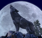 European Wolf, canis lupus, Adult Howling at the Moon