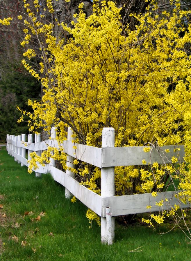 Forsycja