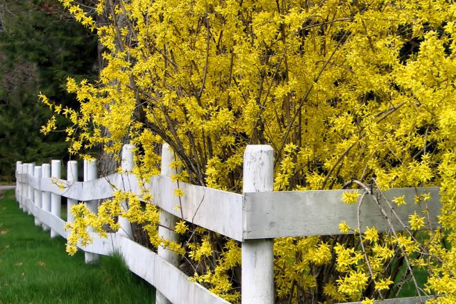 Forsycja