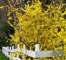 Forsycja