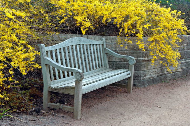 Forsycja