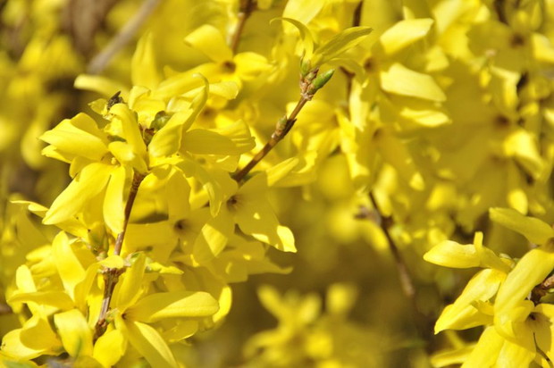 Forsycja