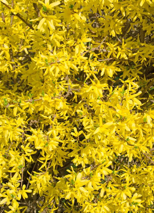 Forsycja