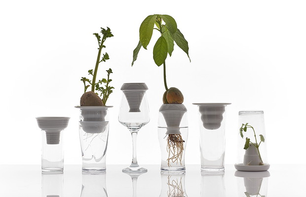 Plantation, Alicja Patanowska