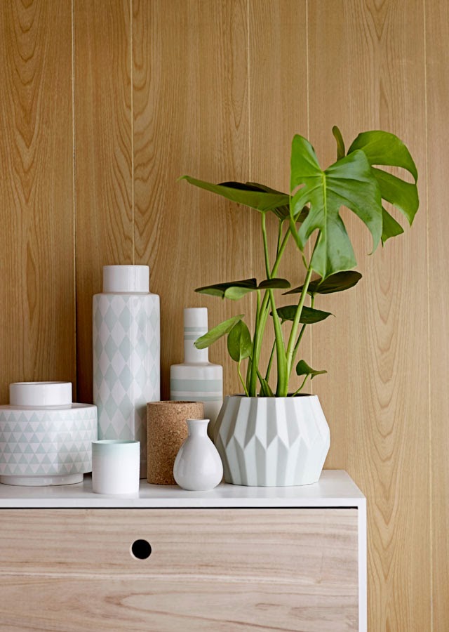 Monstera - popularny kwiat doniczkowy