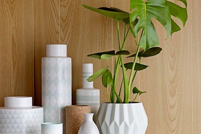 Monstera - popularny kwiat doniczkowy